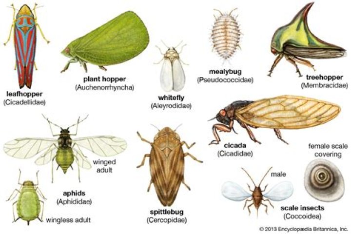 How many wings do Coleoptera have?