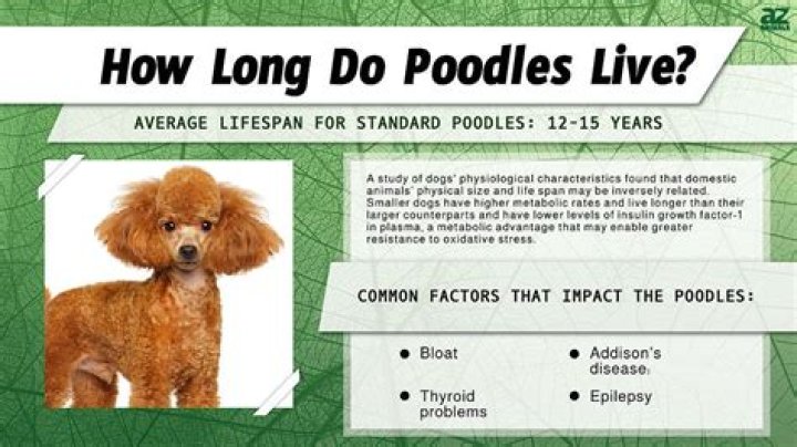 How many years do Poodles live?