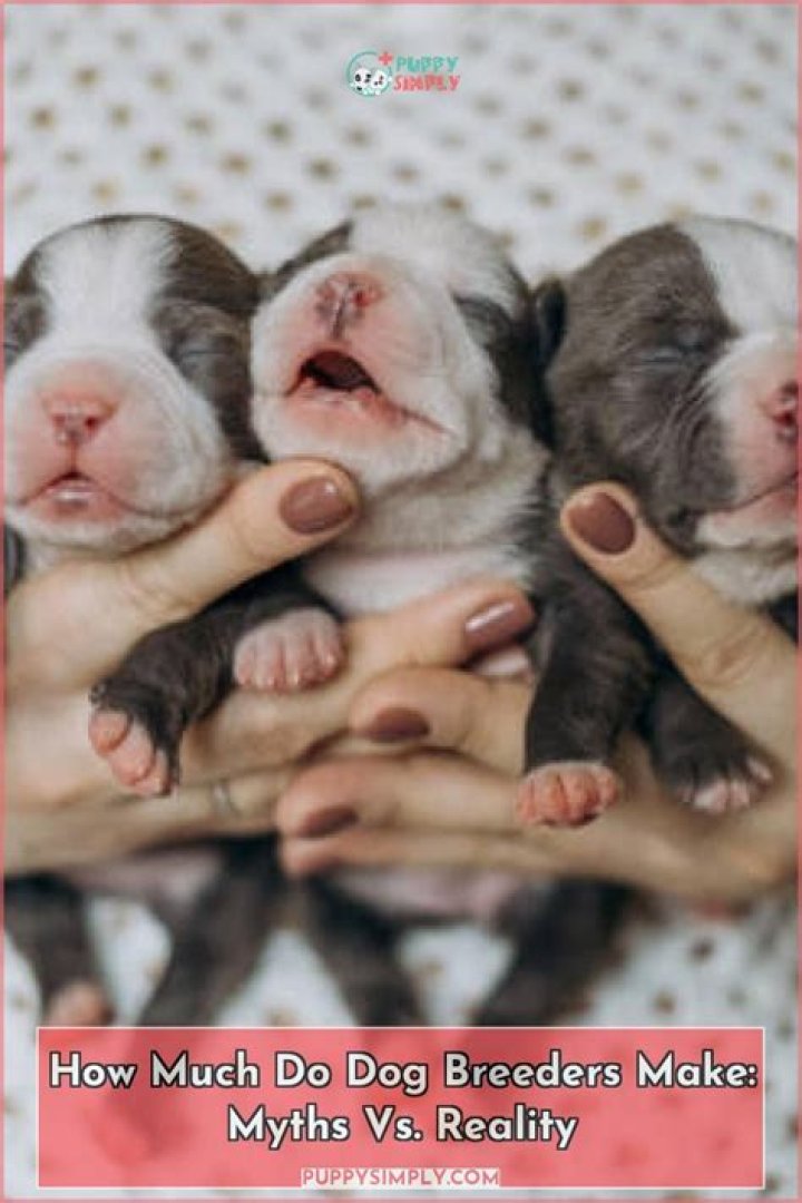 How much do dog fighters make?