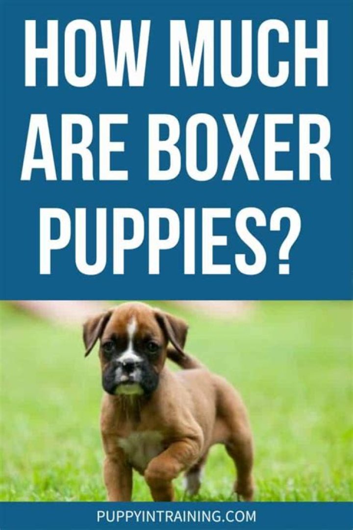 How much does a brindle Boxer cost?