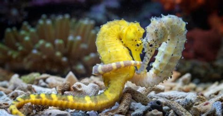 How much is a seahorse?