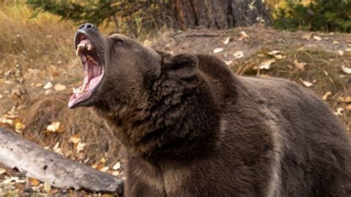 How much would a grizzly bear bench press?