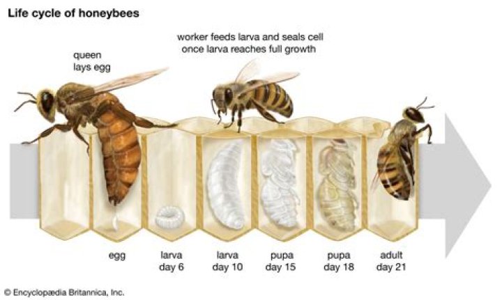 How often does Bee Hive produce honey ark?