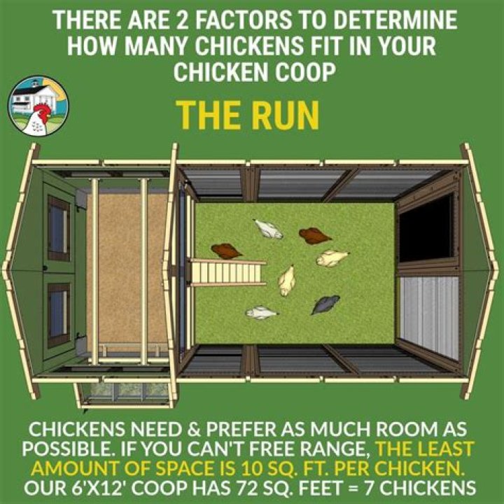 How often should you muck out chickens?
