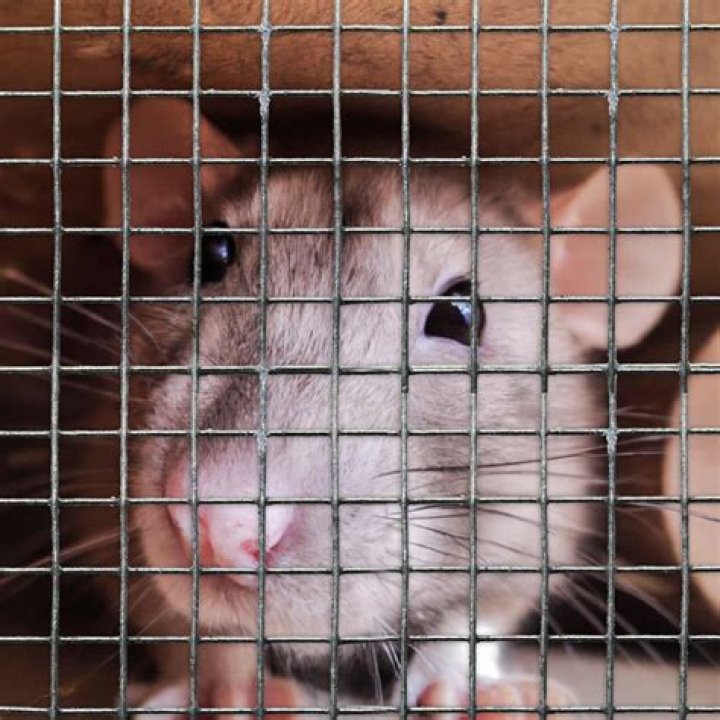 How often should you play with your rat?