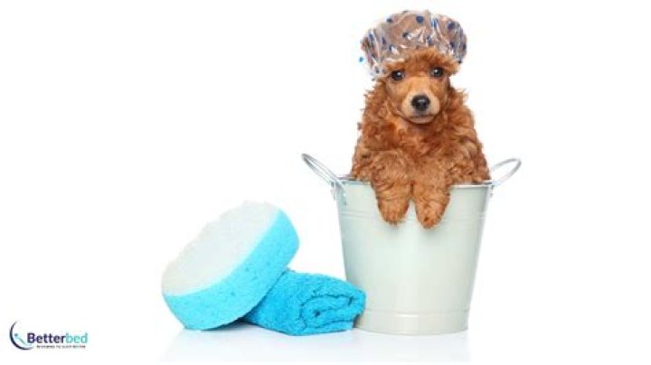 How often should you wash your dog bed?