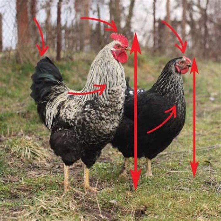 How old are roosters when they start crowing?