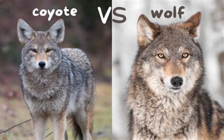 How old is a coyote pup?