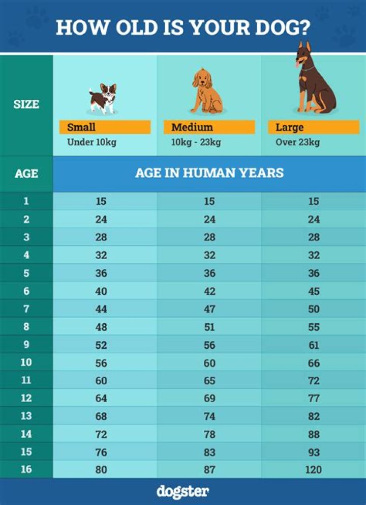 How old is Sidon in human years?