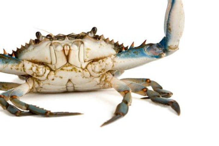 How rare is a blue crab?