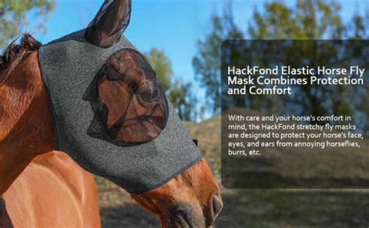 How should a fly mask fit a horse?