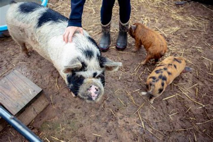 How smart are the pigs?