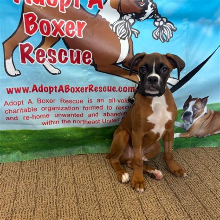 Is 13 old for a boxer?