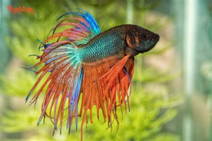 Is 82 degrees too hot for tropical fish?