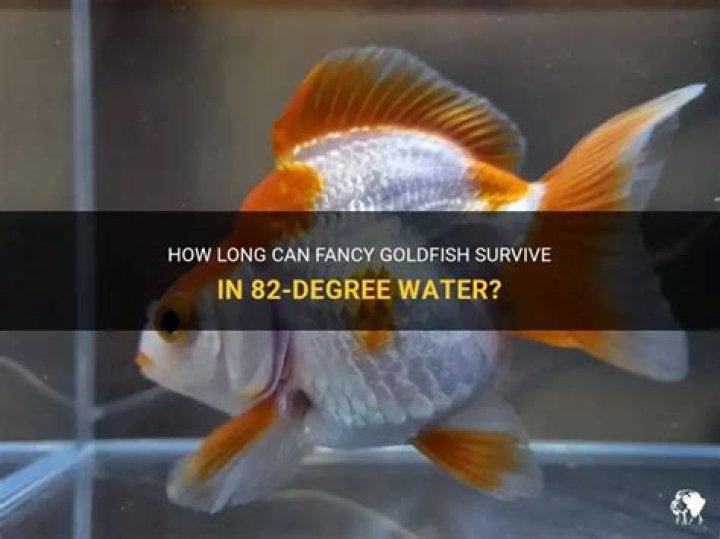 Is 90 degrees too hot for goldfish?