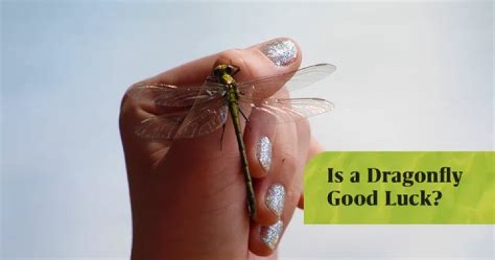 Is a dragonfly good luck?