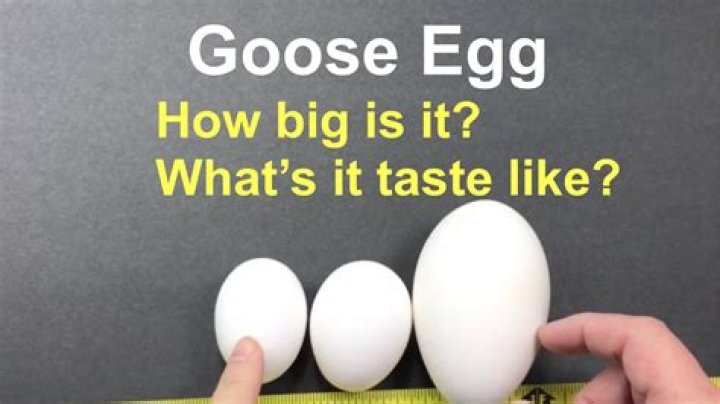 Is a goose egg a concussion?