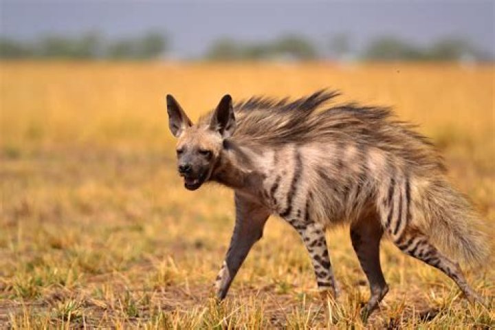 Is a hyena Patronus rare?