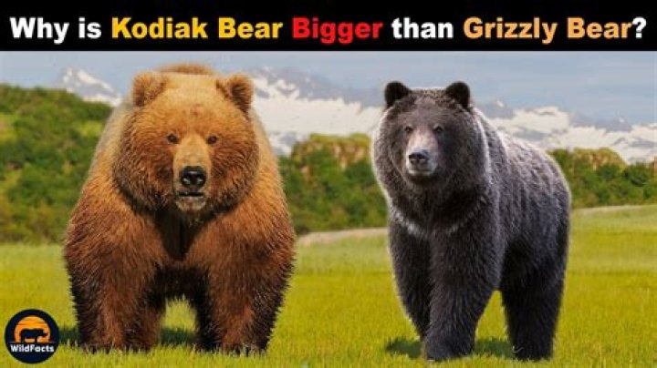 Is a panda bigger than a black bear?