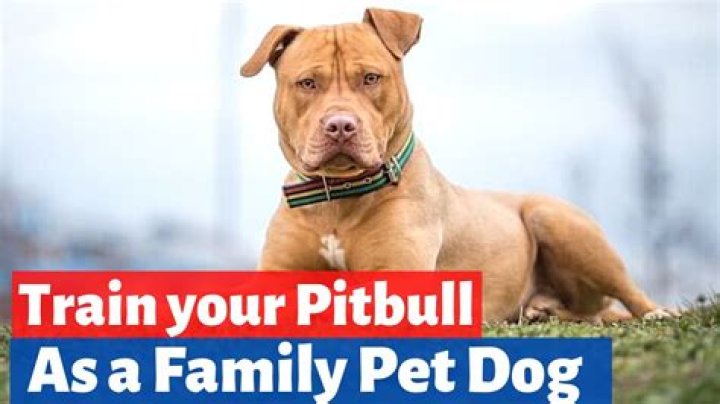 Is a pitbull a good family dog?