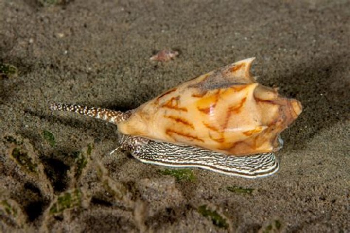 Is a snail considered a shellfish?