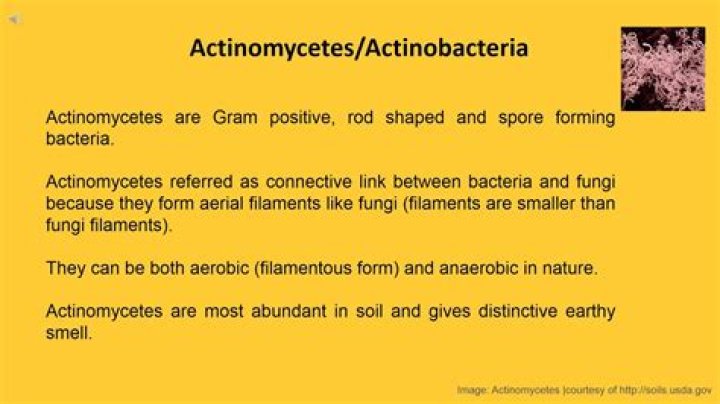 Is Actinomyces aerobic or anaerobic?