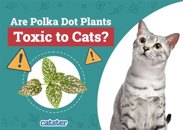 Is Apple toxic to cats?