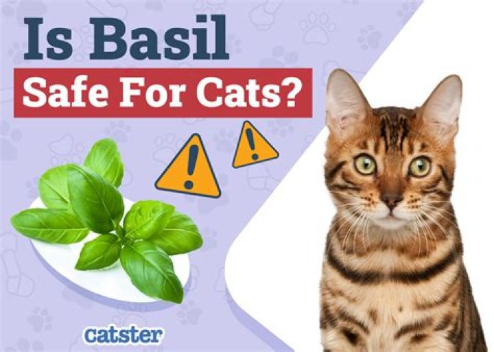 Is Basil safe for cats?