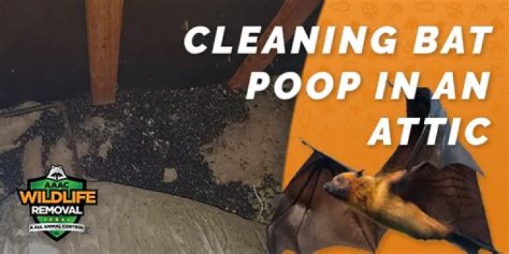 Is bat poop in lipstick?