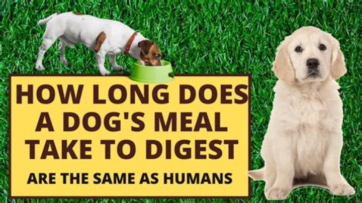 Is beef hard for dogs to digest?