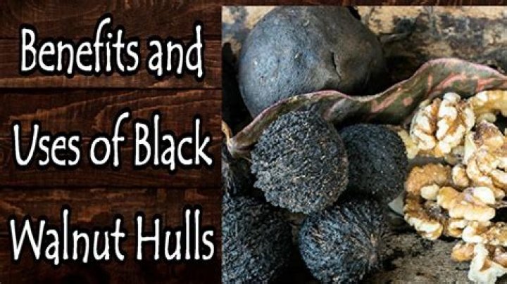 Is black walnut toxic to humans?
