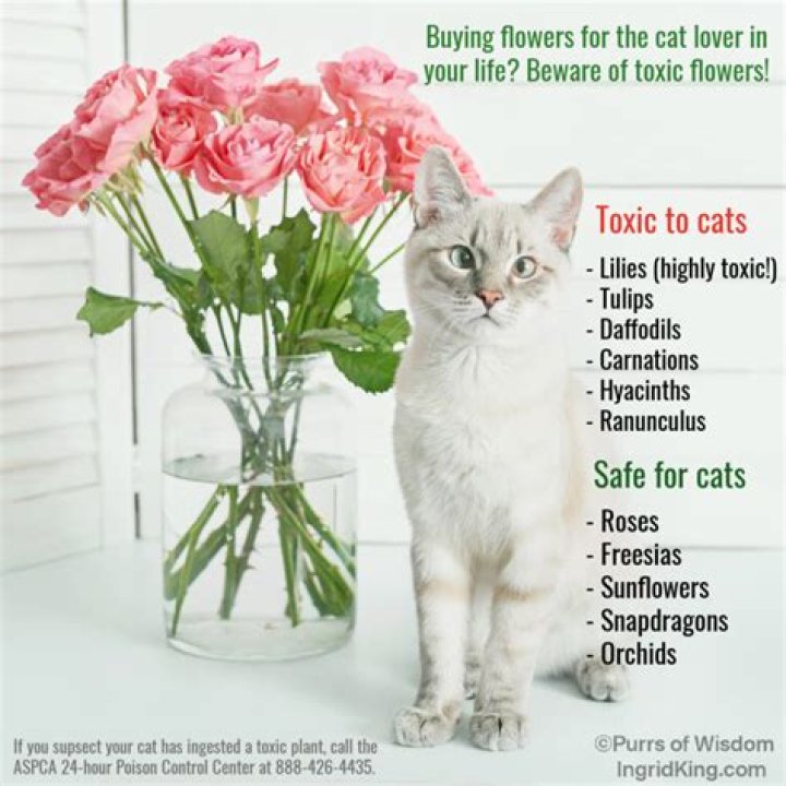 Is borax toxic to cats?