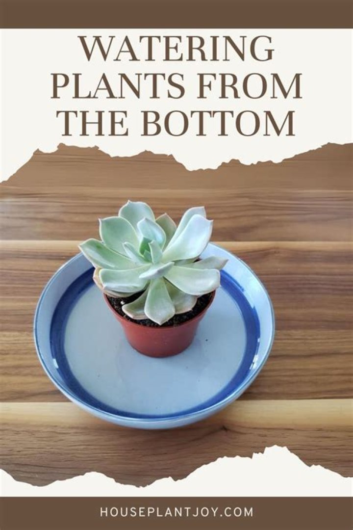 Is bottom watering better for succulents?