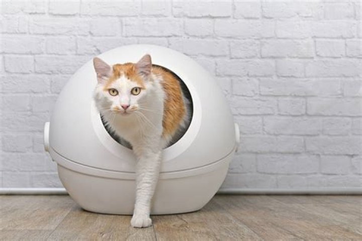 Is cat poop toxic?