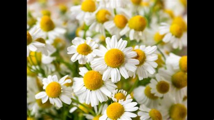 Is chamomile good for the heart?