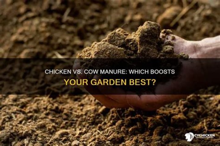 Is chicken or cow manure better for garden?