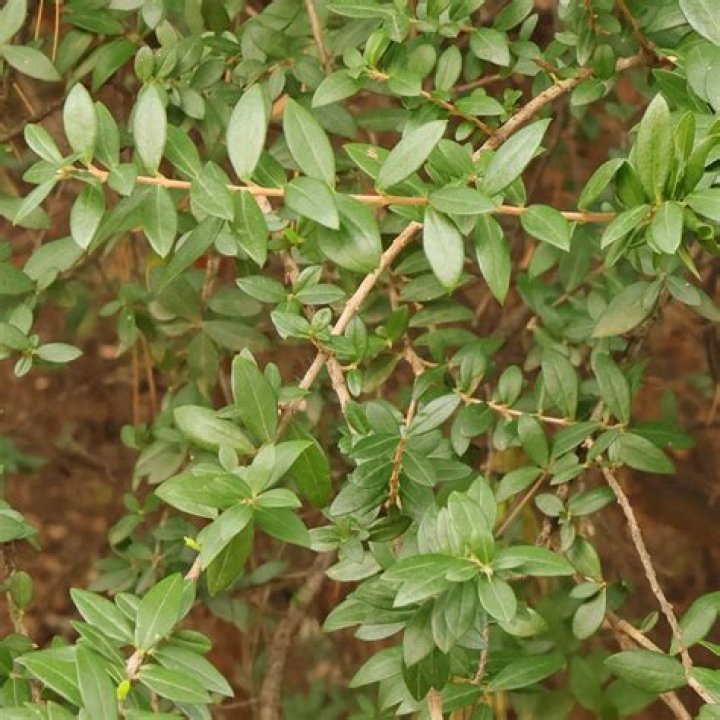 Is Common Myrtle poisonous?