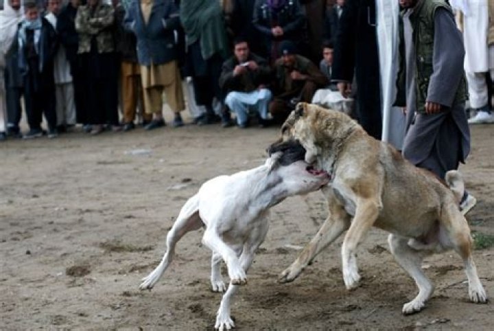 Is dog fighting legal in China?