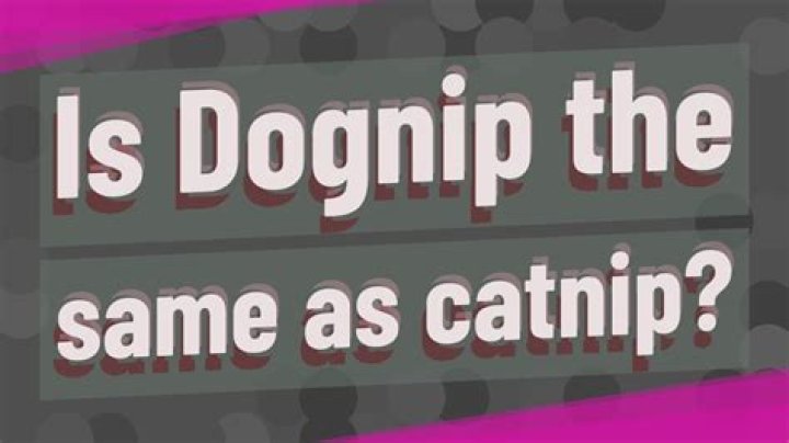 Is Dognip the same as catnip?