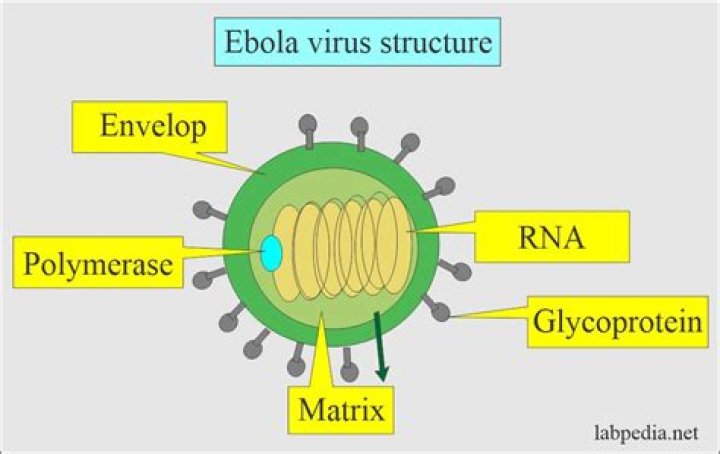 Is Ebola a virus?