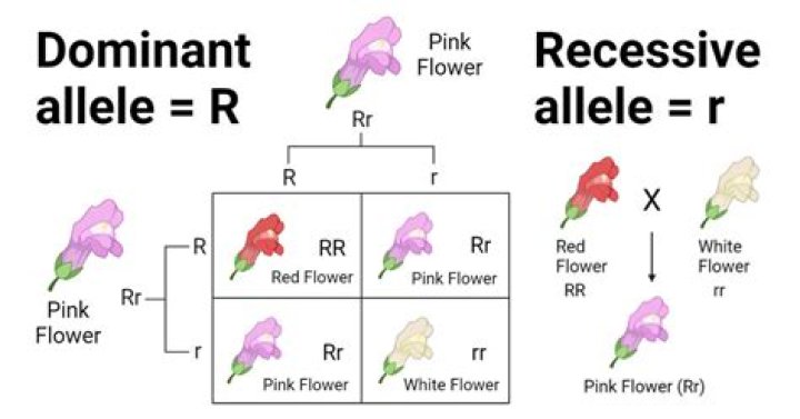 Is hazel dominant or recessive?