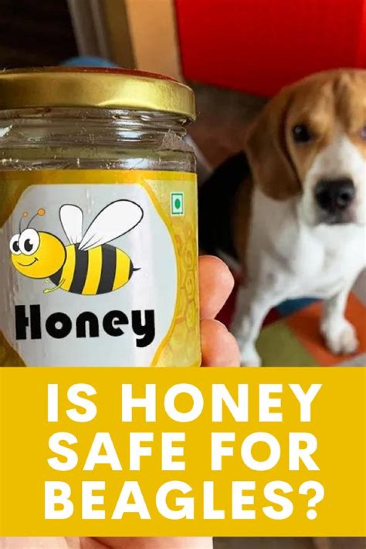 Is honey bad for dogs?
