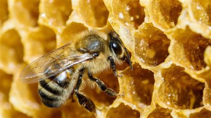Is honey cruel to bees?