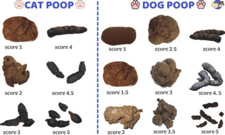 Is it cat or fox poo?