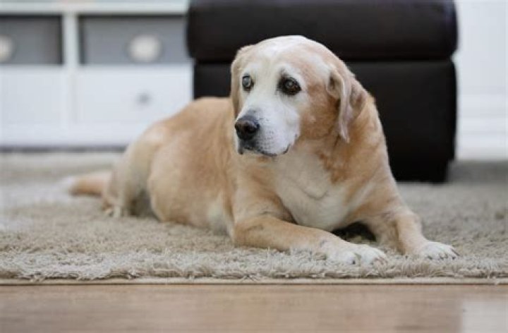 Is it cruel to keep a blind dog?
