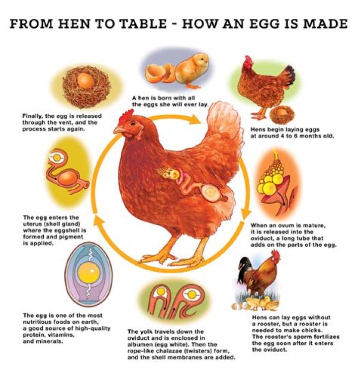 Is it cruel to take chicken eggs?