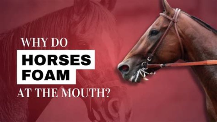 Is it good when a horse foams at the mouth?
