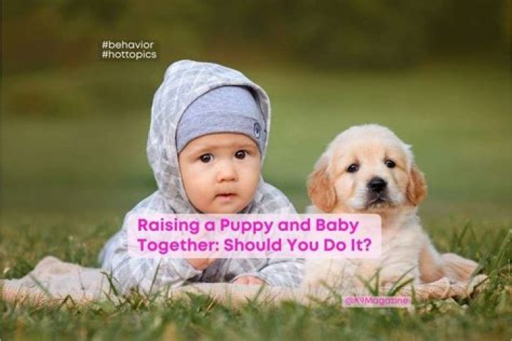 Is it hard raising a puppy?