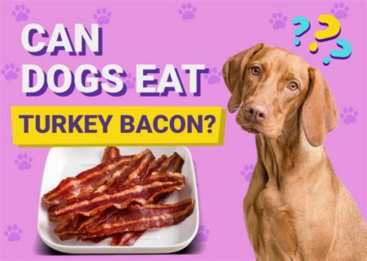Is it OK for dogs to eat turkey bacon?