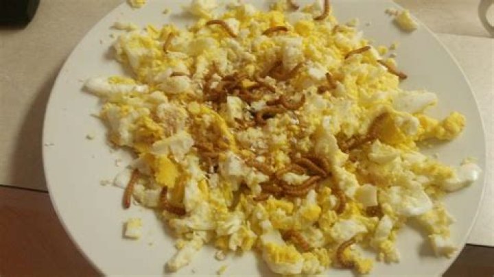 Is it OK to feed chickens scrambled eggs?